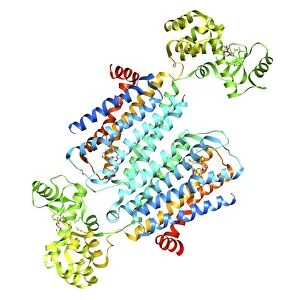 Dopamine receptor D3 C016 / 4464