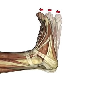 Dorsiflexion of the foot, artwork C016 / 6797