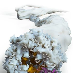 Ebola virus, molecular model