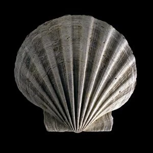 Fossil scallop shell C016 / 5615