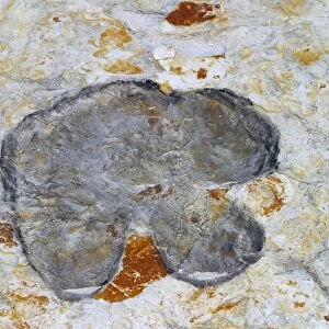 Fossilised dinosaur footprint
