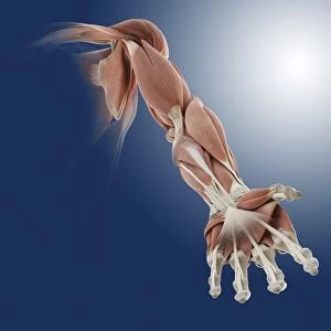 Frontal arm muscles, artwork C013 / 4584