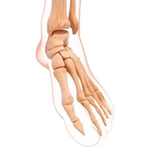 Human foot bones, artwork F007 / 5549