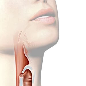 Human throat anatomy, artwork