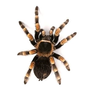Mexican redknee tarantula F007 / 6538