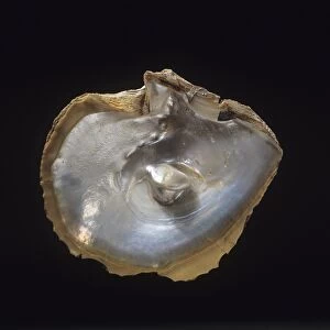 Oyster shell with pearl C013 / 6623