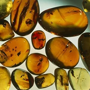 Pieces of amber containing fossilized insects