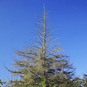 Sitka spruce (Picea sitchenis)
