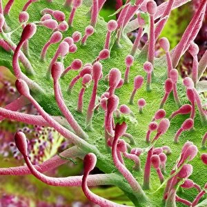 Sundew carnivorous plant leaf, SEM
