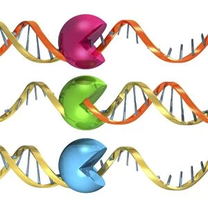 Viral RNA replication cycle, artwork