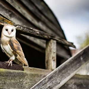Barn owl (Tyto alba), Wheatley, Oxfordshire, England, United Kingdom, Europe