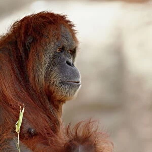 Orangutan (Pongo pygmaeus) mother and 6-month old baby in captivity, Rio Grande Zoo