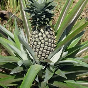 Pineapple, Tanzania, East Africa, Africa