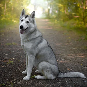 Siberian Husky dog side view, sitting and looking into camera, Italy, Europe