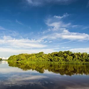 Trees reflecting in the water in a river in the Pantanal, UNESCO World Heritage Site, Brazil, South America