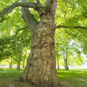 Plane tree, St. Jamess Park, London, England, UK