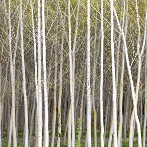 Silver birch trees in early spring in the Rioja, Alava, Spain, Europe