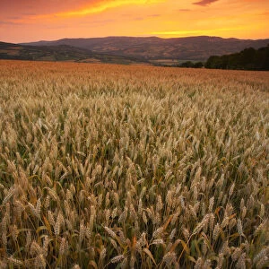 Sunset over Field of Wheat, near Todi, Umbria, Italy