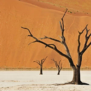 Tourist in Dead vlei at Sossusvlei, Namib-Naukluft Park, Namibia, Africa
