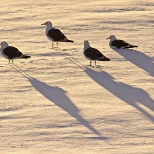 Adult kelp gulls (Larus dominicanus) on an ice floe at sunset near the Antarctic peninsula in the southern ocean. This is the only gull regularly found in the Antarctic peninsula to a latitude of 68 degrees south. The species specific part of the
