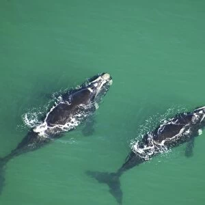 Aerial view of Southern right whales (Balaena glacialis australis) in shallow water. Cape Peninsular, South Africa (rr)