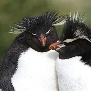 Rockhopper Penguin (Eudyptes chrysocome) pair at Devils Nose on New Island in the Falkland Islands, South Atlantic