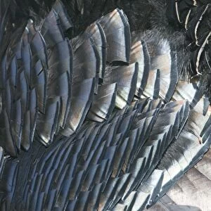 Feather detail of Wild Turkey Meleagris gallopavo Nebraska USA April