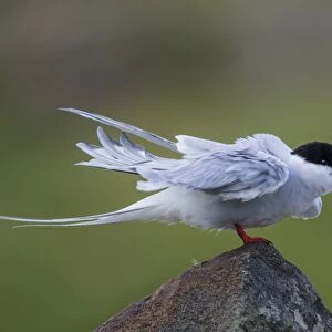 Arctic Tern (Sterna paradisea) adult, breeding plumage, rousing on stone wall, Isle of May, Firth of Forth, Scotland