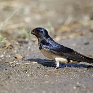 Barn Swallow (Hirundo rustica) adult, collecting mud for nesting material, Bulgaria, june