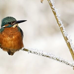 Common Kingfisher (Alcedo atthis) adult, perched on stem in frost, Midlands, England, december