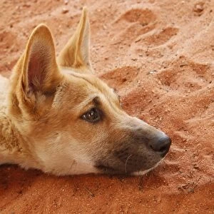 Dingo (Canis familiaris dingo) pup, close-up of head, resting on sand, rescued individual used by park rangers for