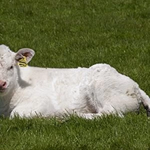 Domestic Cattle, Charolais, calf, resting on grass, England, may