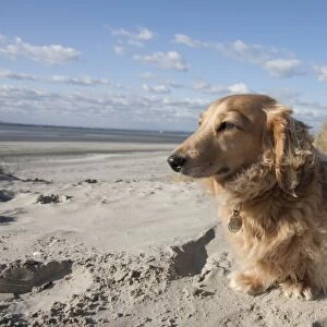 Domestic Dog, Long-haired Miniature Dachshund, adult, sitting on beach, West Wittering, Manhood Peninsula, West Sussex