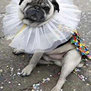 Domestic Dog, Pug, adult, dressed in fancy dress costume for carnival, Venice, Veneto, Italy, february