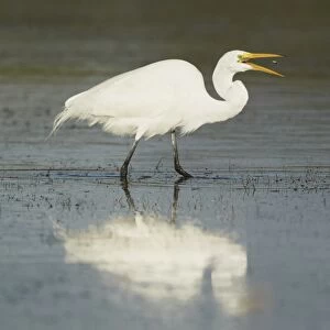 Great Egret (Casmerodius albus) adult, feeding, tossing up and catching freshly caught small fish into beak, Florida