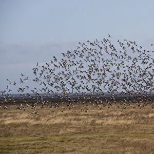 Large flock of Dark bellied Brent Geese on the North Norfolk coast near the Wash