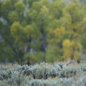 Pronghorn (Antilocapra americana) adult male, standing in sagebrush habitat, Yellowstone N. P. Wyoming, U. S. A. September
