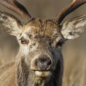 Red Deer stag