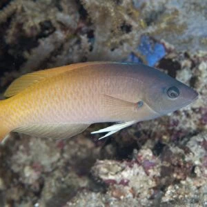 Twotone Wrasse (Halichoeres prosopeion) adult, Uhak Reef, Wetar Island, Barat Daya Islands, Lesser Sunda Islands