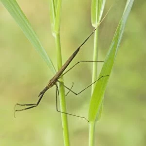 Water Stick Insect (Ranatra linearis) adult, clinging to submerged plant stems, England, may (captive)