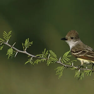 Ash-throated Flycatcher, Myiarchus cinerascens, adult, Starr County, Rio Grande Valley