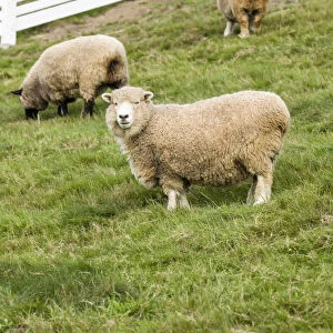 Bellevue, Washington State, USA. Coopworth and Romney Southdown crossbreed sheep in pasture