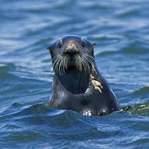 California Sea Otter (Enhydra lutris) portrait - Moss Landing, California