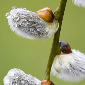 Close-up of rain drops on pussy willows. Credit as: Don Paulson / Jaynes Gallery / DanitaDelimont