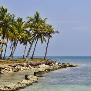 Colombia, San Bernardo Islands. Palm trees at the ocean