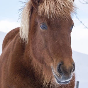 Icelandic horse in fresh snow. It is the traditional breed for Iceland and traces