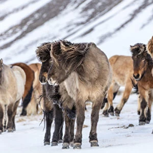 Icelandic horses in winter pasture near Hofn, Iceland