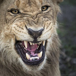 male lion growling, close up