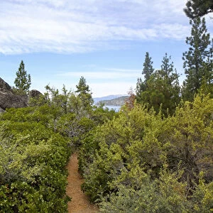 A narrow path at Logan Shoals Vista, Zephyr Cove, Lake Tahoe, Nevada, Usa