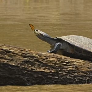 Peru, Amazon River Basin, Madre de Dios, Turtle atop rock with butterfly on its nose